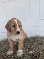 Benny, a male Goldendoodle and Poodle - Standard  for sale in Shipshewana, IN – Photo 4 of 4