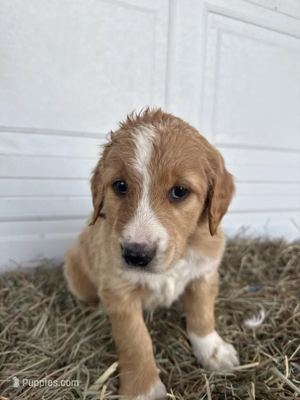 Benny – Goldendoodle, Poodle - Standard  puppy for sale in Shipshewana, IN