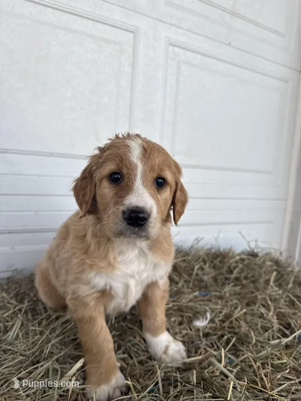 Benny – Goldendoodle, Poodle - Standard  puppy for sale in Shipshewana, IN