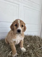 Benny, a male Goldendoodle and Poodle - Standard  for sale in Shipshewana, IN – Photo 2 of 4