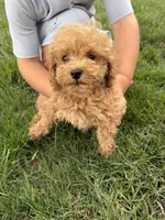 Johnny, a male Poodle - Toy  for sale in Shipshewana, IN – 6 of 7