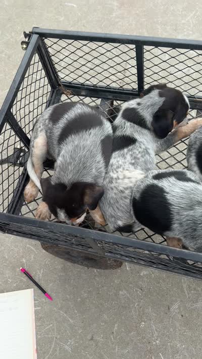 Johnny, a male Australian Cattle Dog and Beagle for sale in Shipshewana, IN – 4 of 4