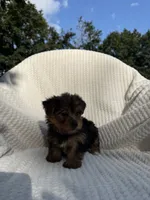 Sammy, a male Yorkshire Terrier for sale in Shipshewana, IN – 3 of 5