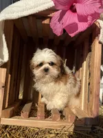 Jalen, a male Shih Tzu for sale in Shipshewana, IN – 3 of 5