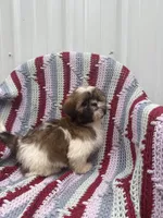 Gracie , a female Shih Tzu for sale in Shipshewana, IN – 4 of 6