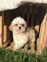 Issac, a male Shih Tzu for sale in Shipshewana, IN – 2 of 7