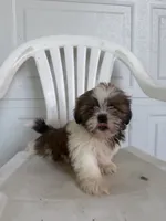 Poppy, a female Shih Tzu for sale in Shipshewana, IN – 4 of 5