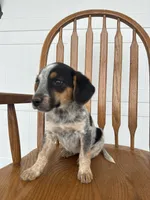 Josie, a female Australian Cattle Dog and Beagle for sale in Shipshewana, IN – 2 of 4