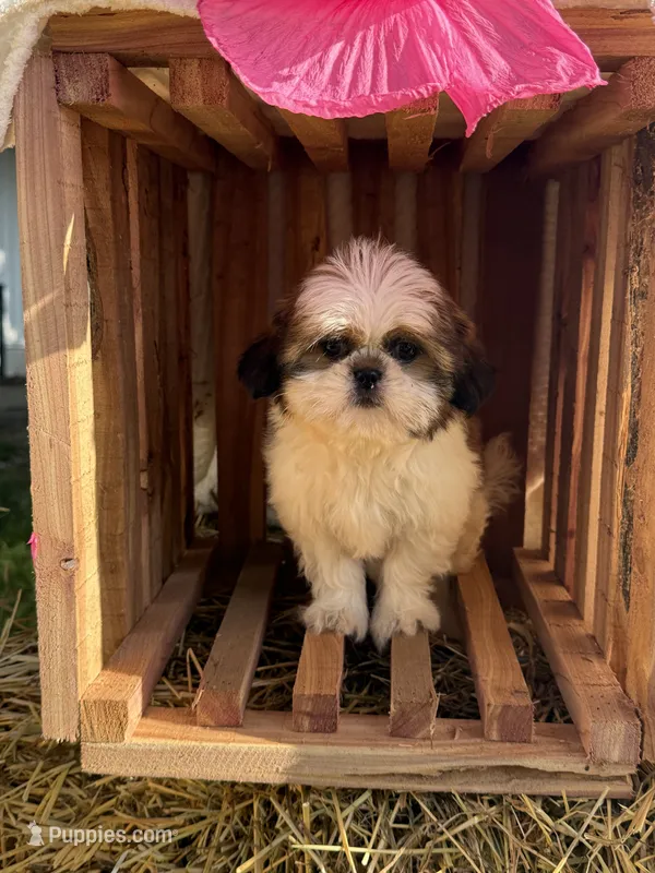 Skie – Shih Tzu puppy for sale in Shipshewana, IN