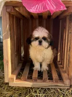 Skie, a female Shih Tzu for sale in Shipshewana, IN – 4 of 5