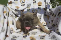 charlie, a male French Bulldog for sale in Shipshewana, IN – 5 of 5