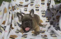 charlie, a male French Bulldog for sale in Shipshewana, IN – 4 of 5