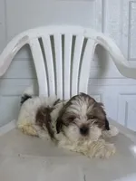 Louie, a male Shih Tzu for sale in Shipshewana, IN – 3 of 5