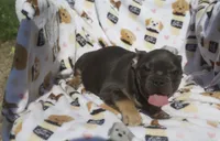 stella , a female French Bulldog for sale in Shipshewana, IN – 5 of 5