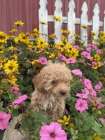 Johnny, a male Poodle - Toy  for sale in Shipshewana, IN – 7 of 7