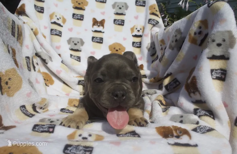 Zach – French Bulldog puppy for sale in Shipshewana, IN