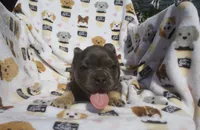 Zach, a male French Bulldog for sale in Shipshewana, IN – 1 of 6