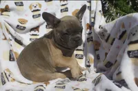 charlie, a male French Bulldog for sale in Shipshewana, IN – 3 of 5