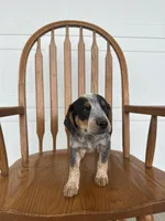 Layla, a female Australian Cattle Dog and Beagle for sale in Shipshewana, IN – 3 of 5