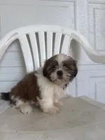 Poppy, a female Shih Tzu for sale in Shipshewana, IN – 5 of 5