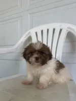 Haven , a male Shih Tzu for sale in Shipshewana, IN – 6 of 6