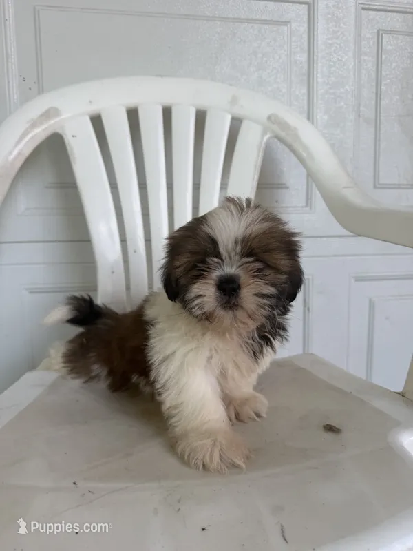Poppy – Shih Tzu puppy for sale in Shipshewana, IN