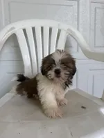 Poppy, a female Shih Tzu for sale in Shipshewana, IN – 1 of 5
