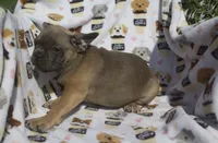 charlie, a male French Bulldog for sale in Shipshewana, IN – 2 of 5