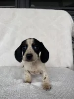 Cooper, a male Dachshund for sale in Shipshewana, IN – Photo 3 of 5