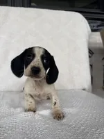 Cooper, a male Dachshund for sale in Shipshewana, IN – Photo 4 of 5