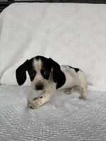 Cooper, a male Dachshund for sale in Shipshewana, IN – Photo 2 of 5