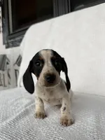 Cooper, a male Dachshund for sale in Shipshewana, IN – Photo 5 of 5