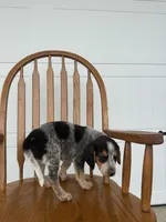 Loren, a male Australian Cattle Dog and Beagle for sale in Shipshewana, IN – 3 of 3