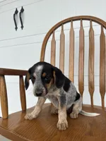 Jody, a female Australian Cattle Dog and Beagle for sale in Shipshewana, IN – 4 of 6