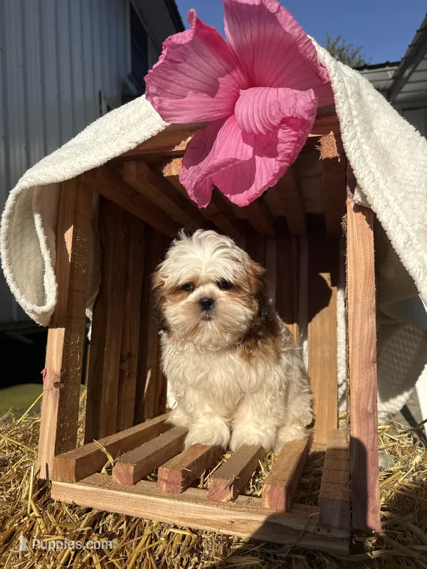 Jalen – Shih Tzu puppy for sale in Shipshewana, IN