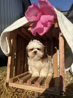 Jalen, a male Shih Tzu for sale in Shipshewana, IN – 1 of 5