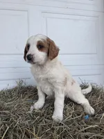Rosie, a female Goldendoodle and Poodle - Standard  for sale in Shipshewana, IN – Photo 4 of 4