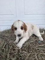 Rosie, a female Goldendoodle and Poodle - Standard  for sale in Shipshewana, IN – Photo 2 of 4
