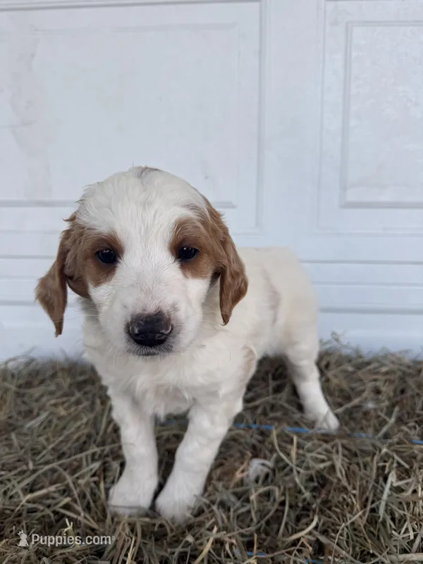Rosie – Goldendoodle, Poodle - Standard  puppy for sale in Shipshewana, IN
