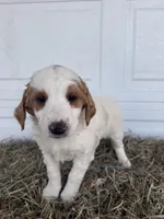 Rosie, a female Goldendoodle and Poodle - Standard  for sale in Shipshewana, IN – Photo 1 of 4