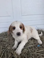 Rosie, a female Goldendoodle and Poodle - Standard  for sale in Shipshewana, IN – Photo 3 of 4