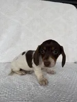 Skylar, a male Dachshund for sale in Shipshewana, IN – Photo 4 of 8