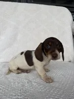 Skylar, a male Dachshund for sale in Shipshewana, IN – Photo 3 of 8