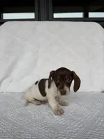 Skylar, a male Dachshund for sale in Shipshewana, IN – Photo 8 of 8