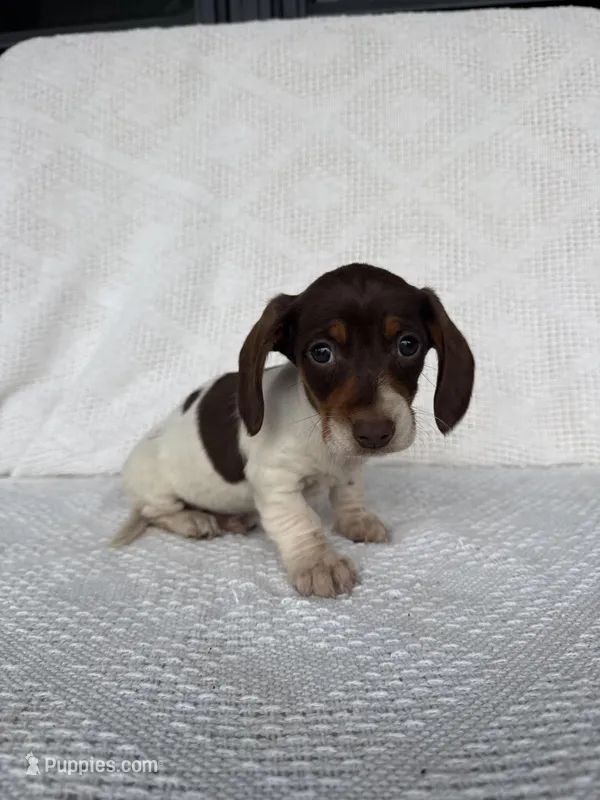 Skylar – Dachshund puppy for sale in Shipshewana, IN