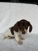 Skylar, a male Dachshund for sale in Shipshewana, IN – Photo 2 of 8