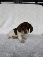 Skylar, a male Dachshund for sale in Shipshewana, IN – Photo 7 of 8