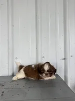 Samantha, a female Shih Tzu for sale in Shipshewana, IN – 3 of 6