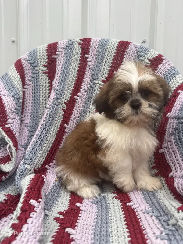 Poppy – Shih Tzu puppy for sale in Shipshewana, IN