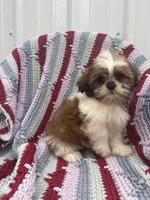 Poppy, a female Shih Tzu for sale in Shipshewana, IN – 6 of 6